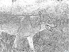 coyote Stranice Za Bojanje Za Štampanje